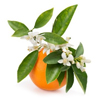Orange Flower